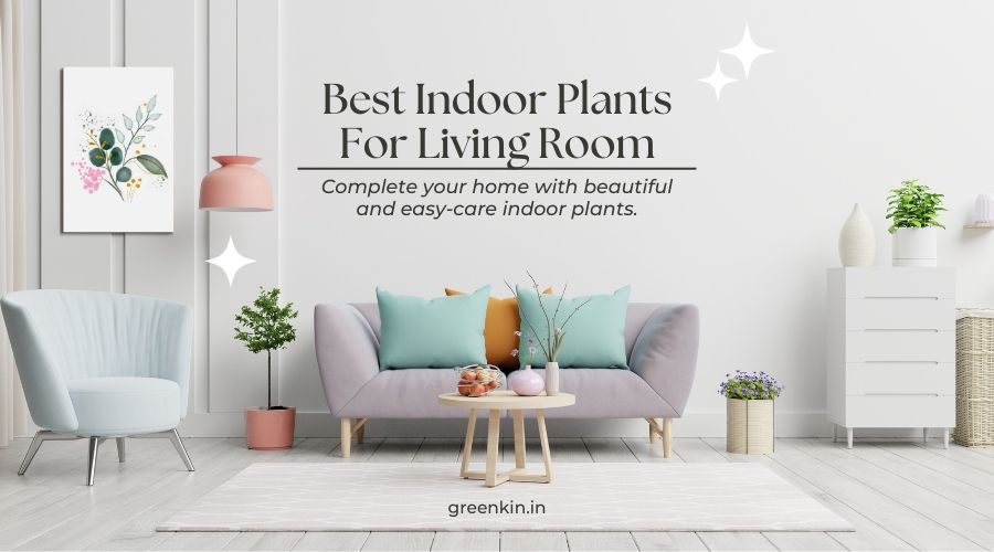Best indoor plants for the living room