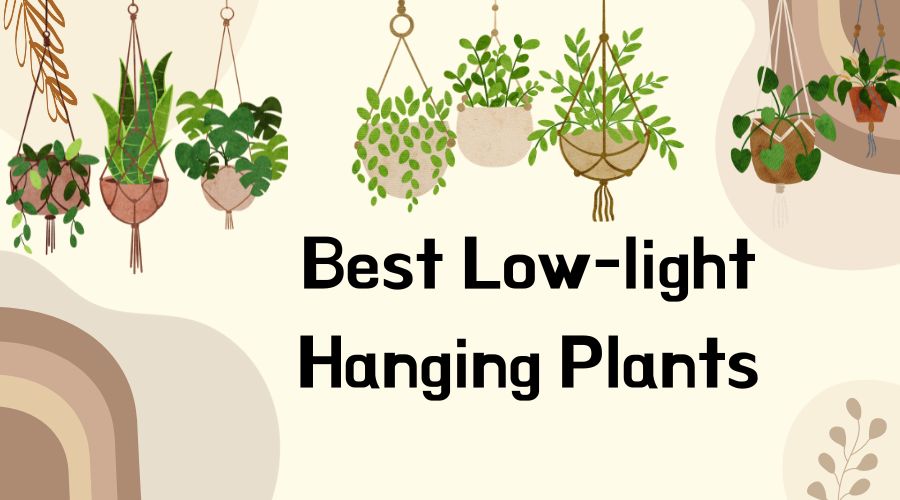 best low light hanging plants in India 