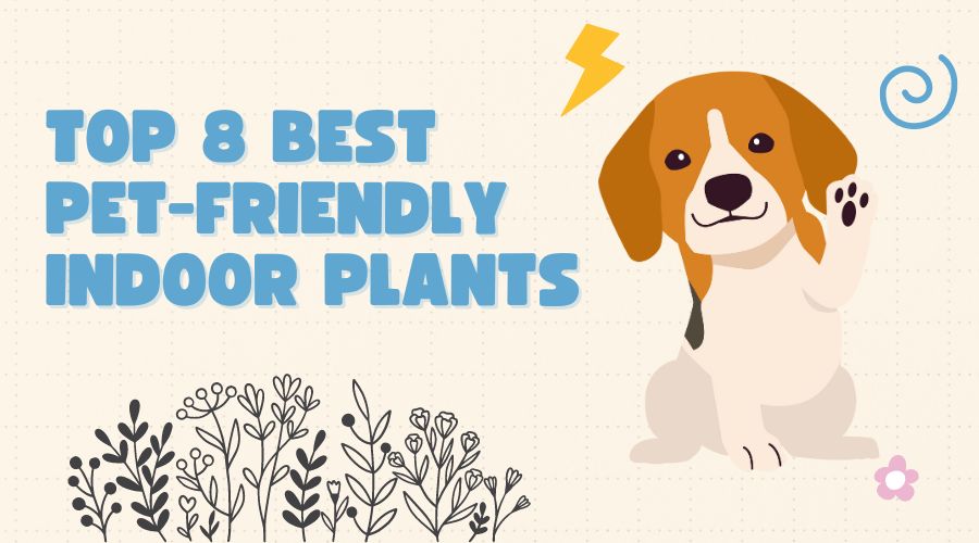 Best Pet-Friendly Indoor Plants for Your Space