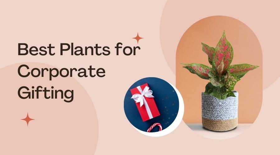 Best plants for Corporate Gifting 