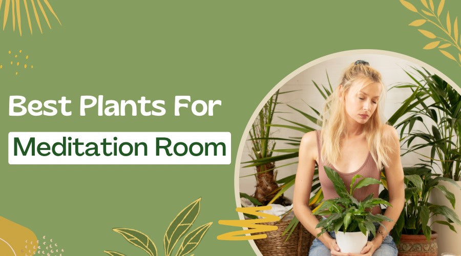 best plants for meditation room