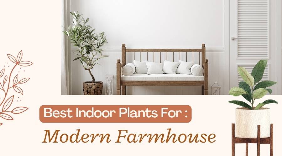 Best Indoor Plants for Modern Farmhouse Decor 2023