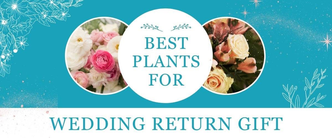 Best Wedding Return Gift Plants 2023