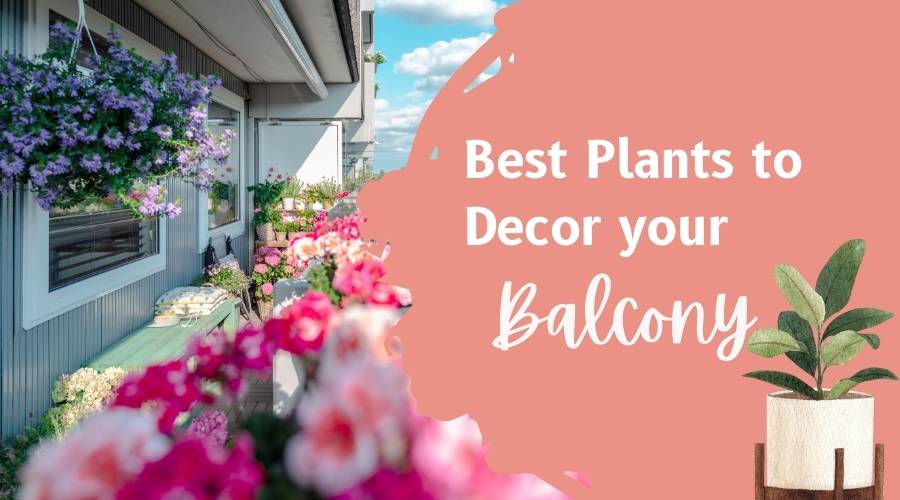 Best Indoor Plants to Decorate your Balcony