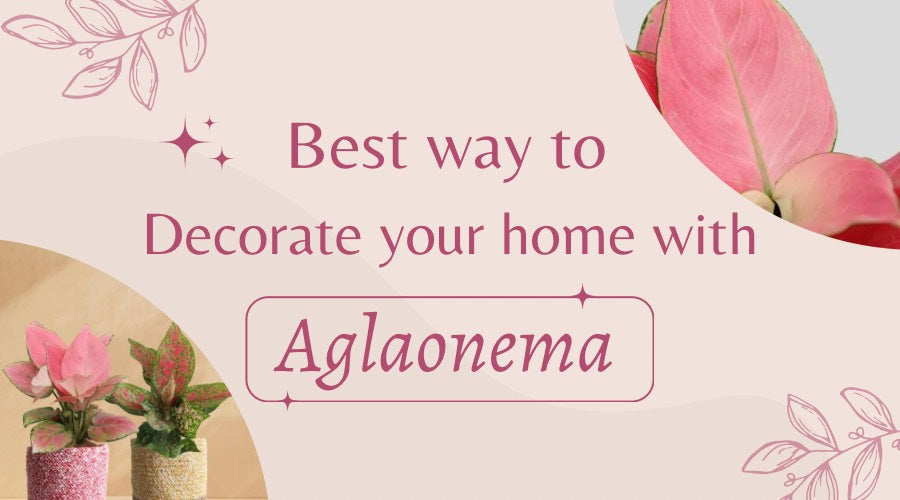 Home decor ideas with Agalenoma 