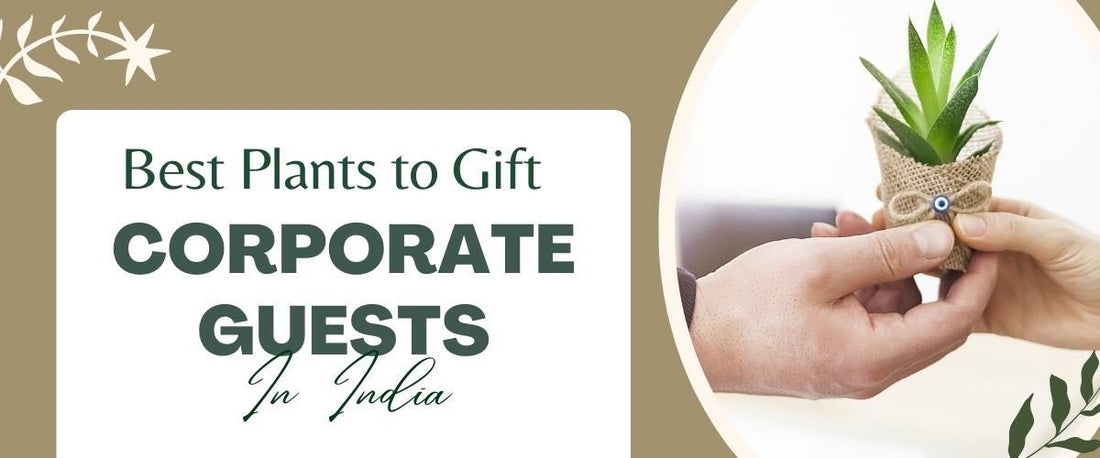 Best Plants to Gift Corporate Guests in India