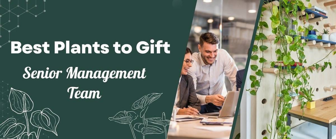 Best Plants for Senior Management Gifts