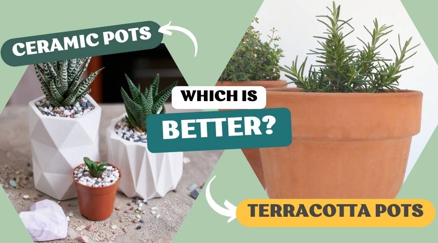 Ceramic Vs. Terracotta Pots: Which Is Better?