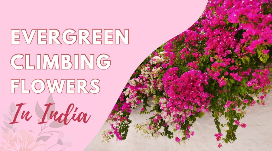 Evergreen Climbing Flowers in India