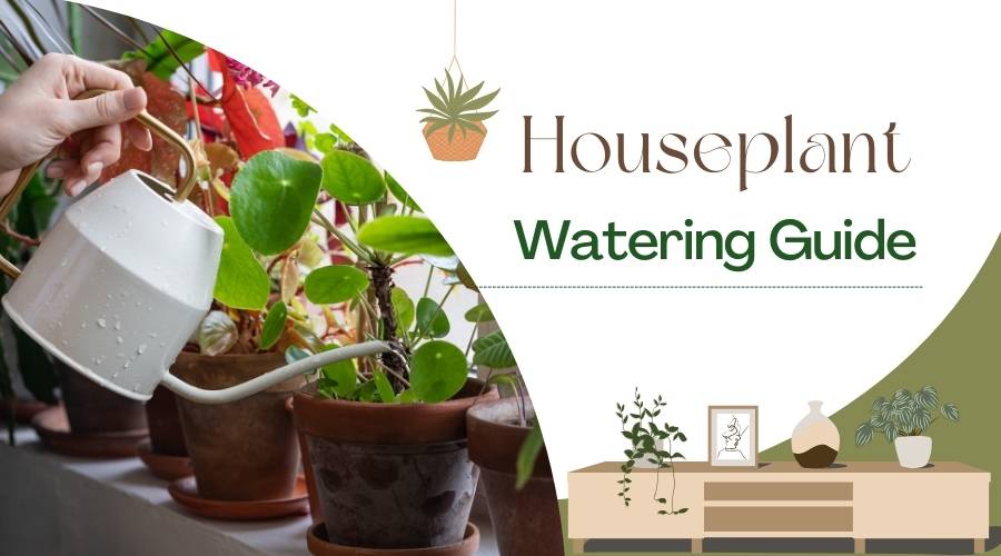 Indoor Plant Watering Guide