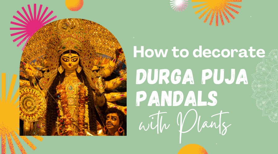 Greenkin Indoor Plants: Transforming Durga Puja Pandal Decor
