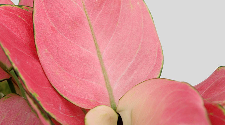 How to Care for Aglaonema Pink Anjamani