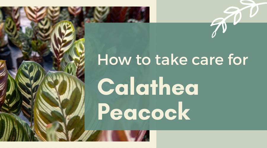 How to Care for Calathea Peacock
