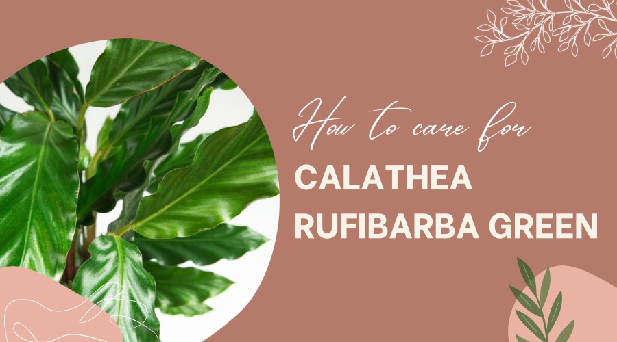How to Care for Calathea Rufibarba Green