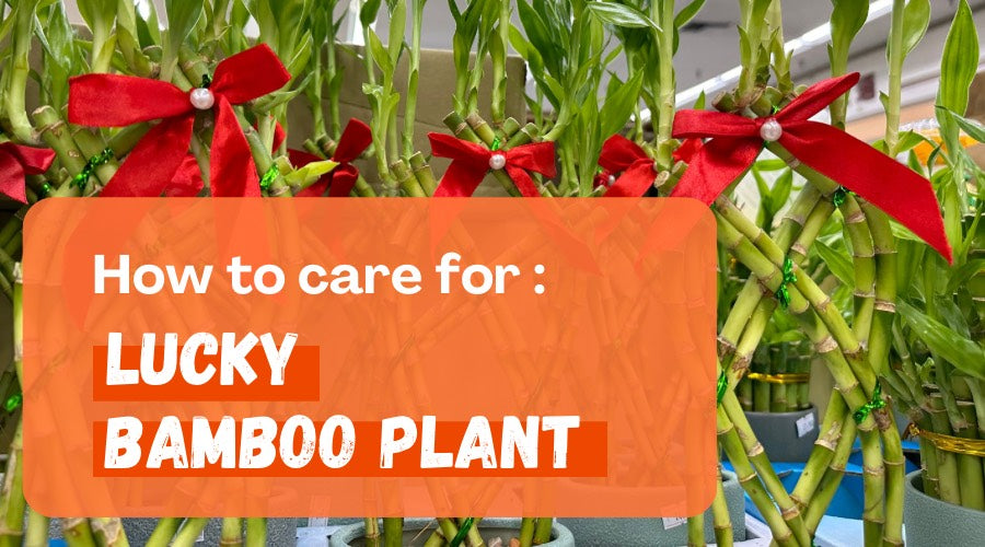 How to Care for a Lucky Bamboo Plant