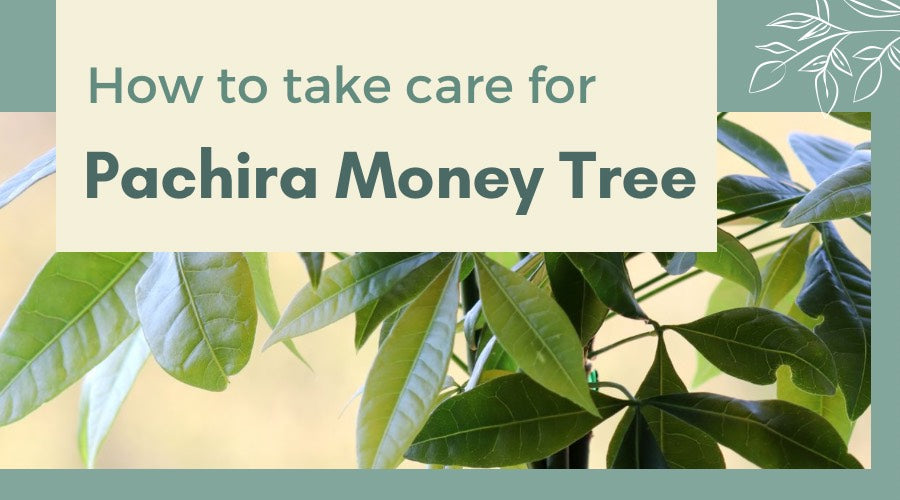 How to Care for Pachira Money Tree