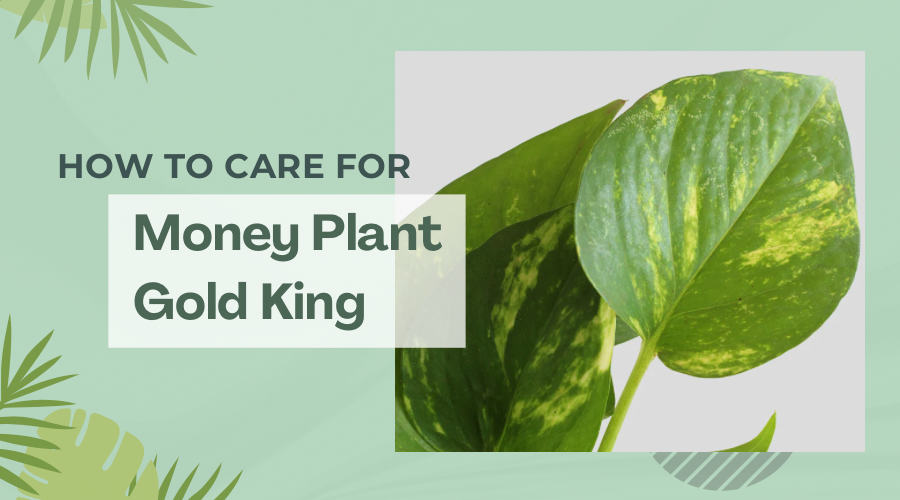 How to Care for Money Plant Gold King