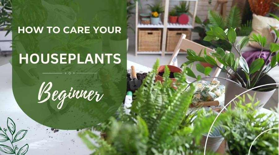 How to Care for Houseplants for Beginners