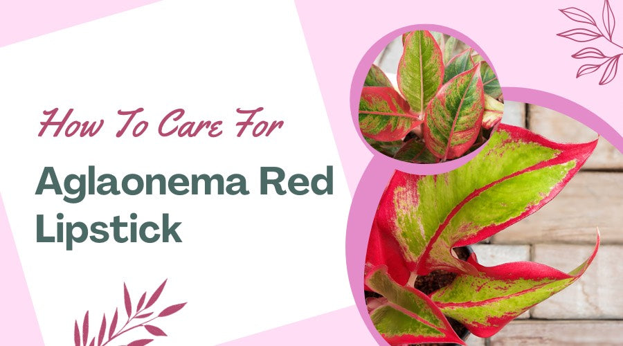 How to Care for Aglaonema Red Lipstick
