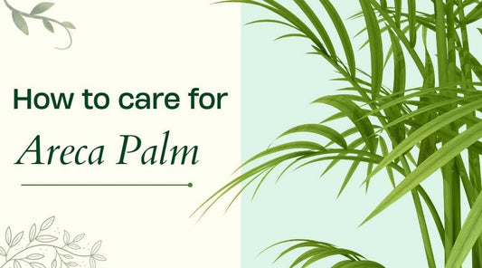 How to Care for Areca Palm