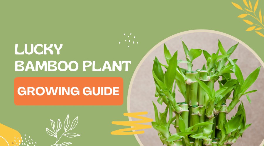 How to Grow and Care Lucky Bamboo Plant