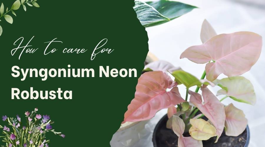 How to Care for Syngonium Neon Robusta