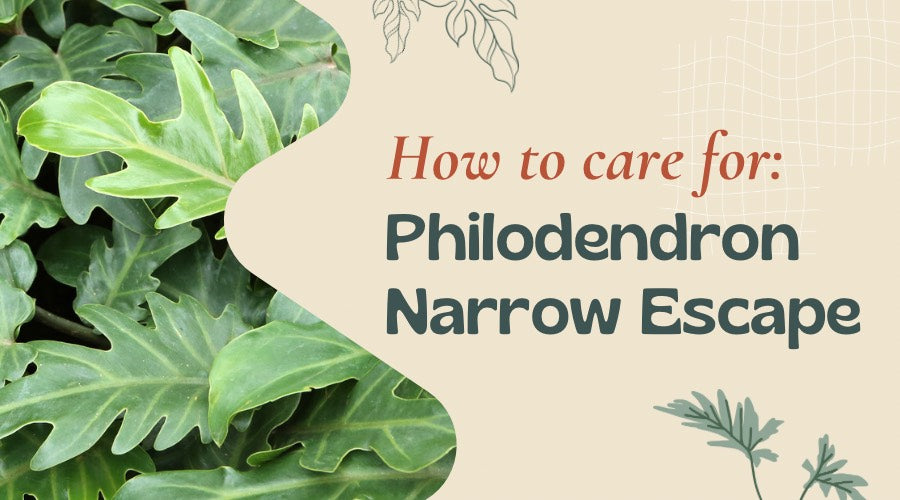 How to Care for Philodendron Narrow Escape