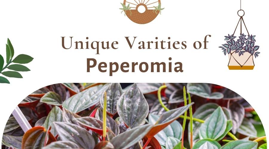 Unique Varieties of Peperomia: Care Guide