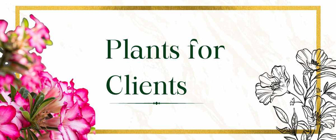 Plants for Clients