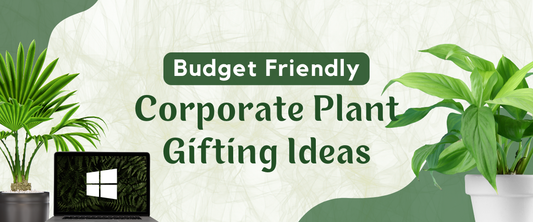 Budget-Friendly Corporate Plant Gifting Ideas in 2024