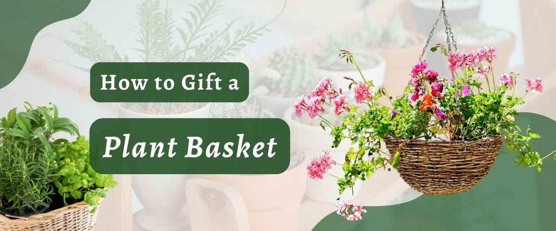 How to Create a Plant Gift Basket