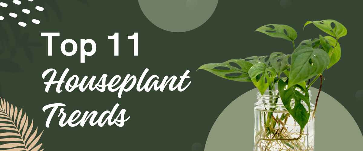 Top 11 Garden Trends In 2024 Houseplant Trends 2024 Greenkin   Plants   109 