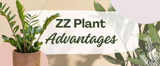 ZZ Plants Advantages