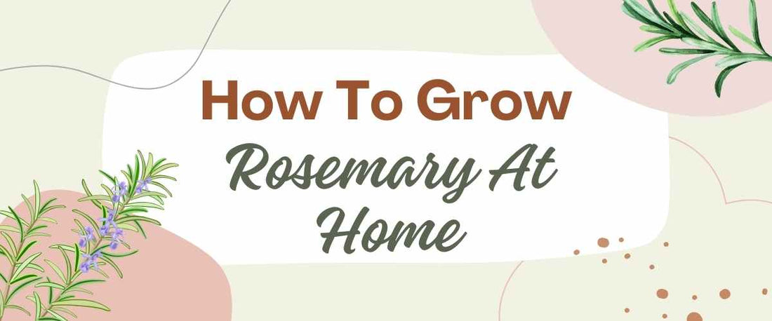 How to Grow Rosemary at Home in India