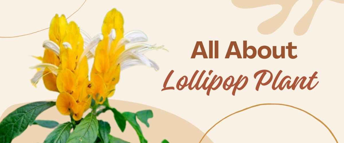 All About Lollipop Plant