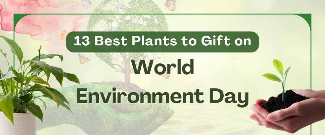 Corporate: 13 Best Plants to Gift on World Environment Day