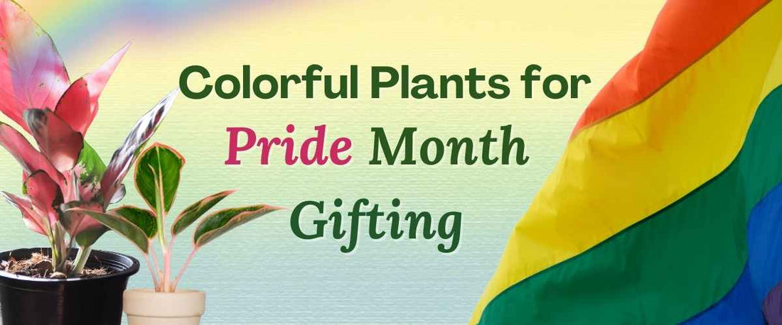 Colourful Plants For Pride Month Gifting