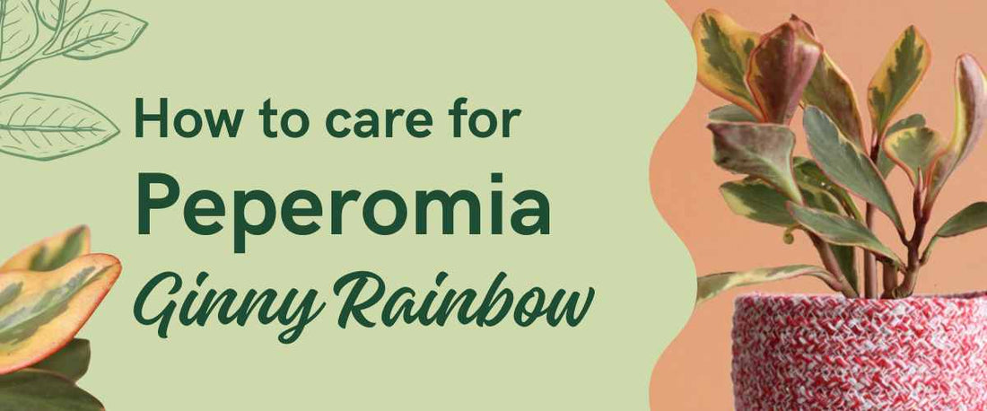 How to Care for Peperomia Rabbit Ears (Ginny Rainbow)