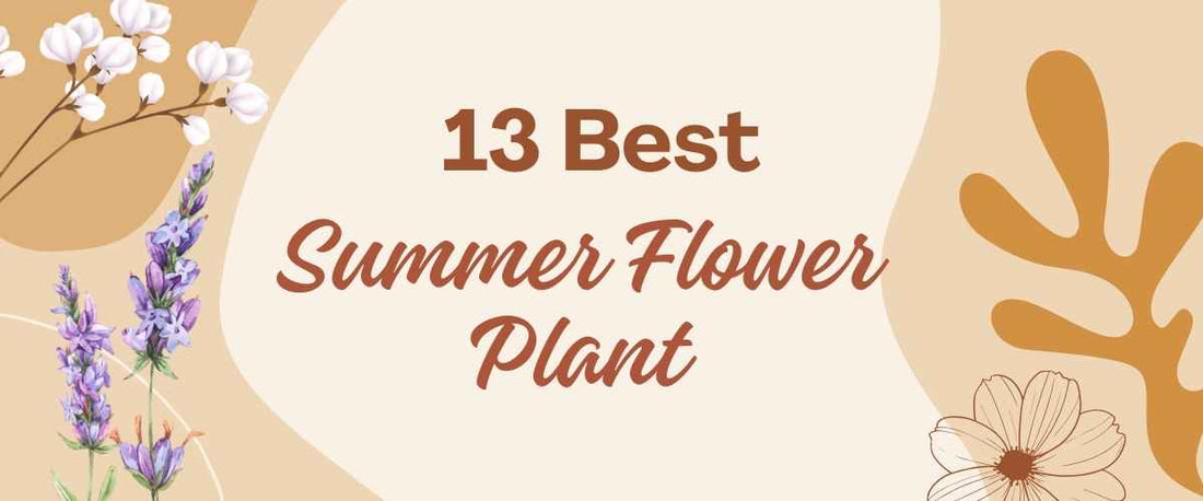 13 Best Summer Flower Plants for Your Home