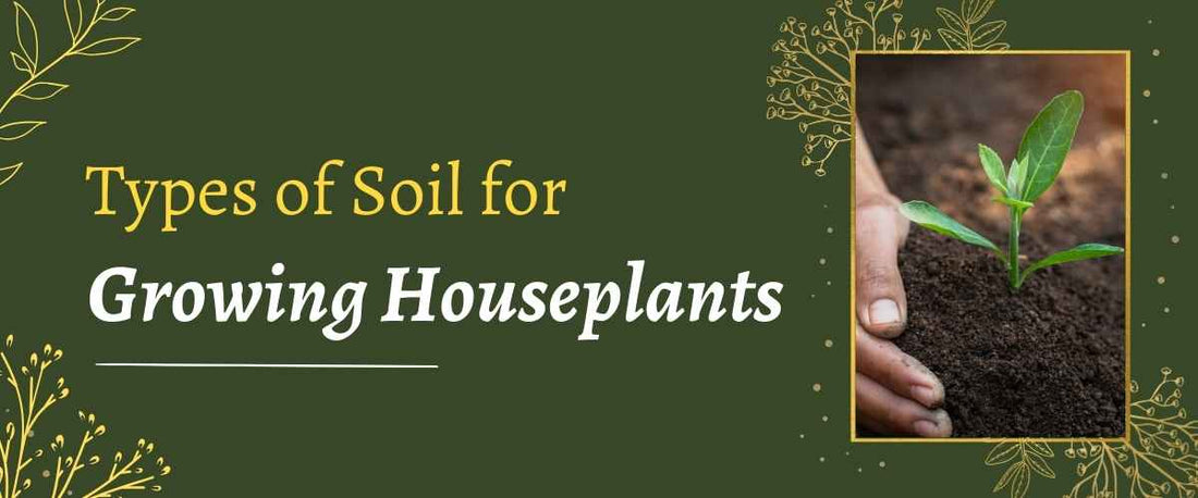 Types of Soil for Growing Houseplants