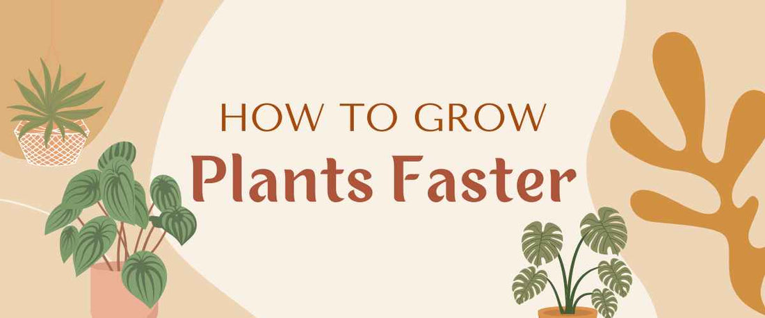 How To Make Plants Grow Faster and Bigger?