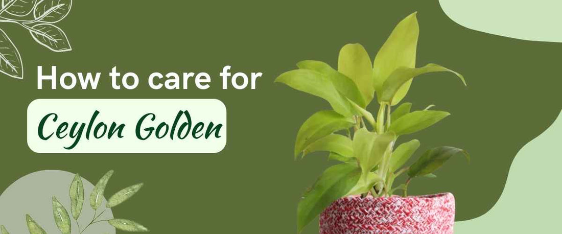 How to Care for Philodendron Ceylon Golden?