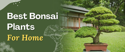 Ultimate Guide: Best Bonsai Plants for Your Home	