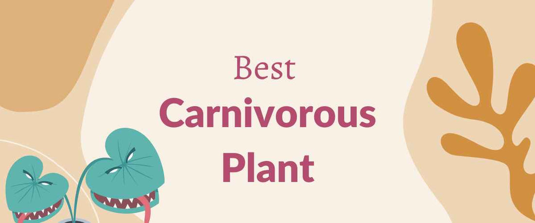 The Best Carnivorous Plants