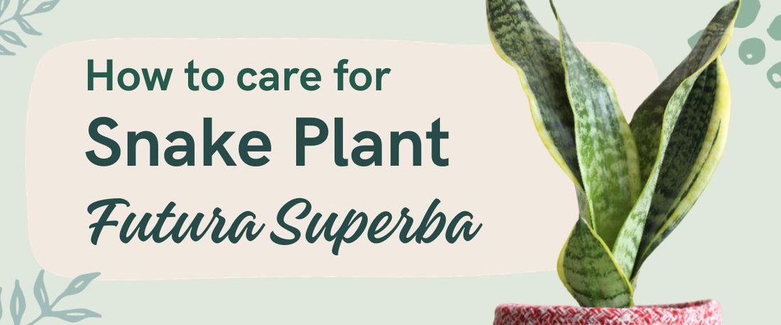 How to Care for Snake Plant Futura Superba