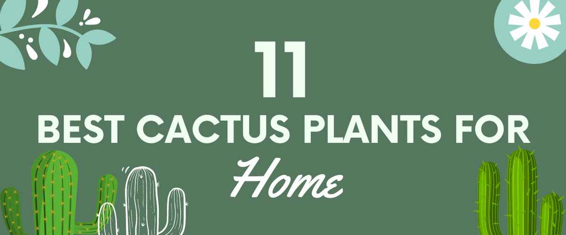 11 Best Cactus Plants for Home
