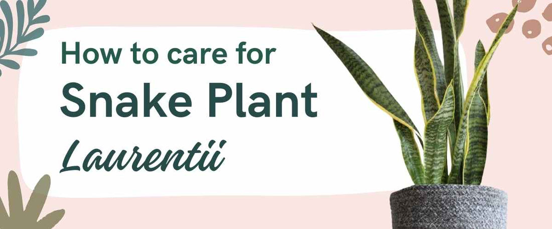 How to Care for Snake Plant Laurentii