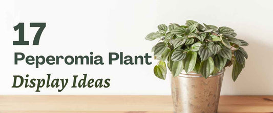 17 Peperomia Plant Display Ideas