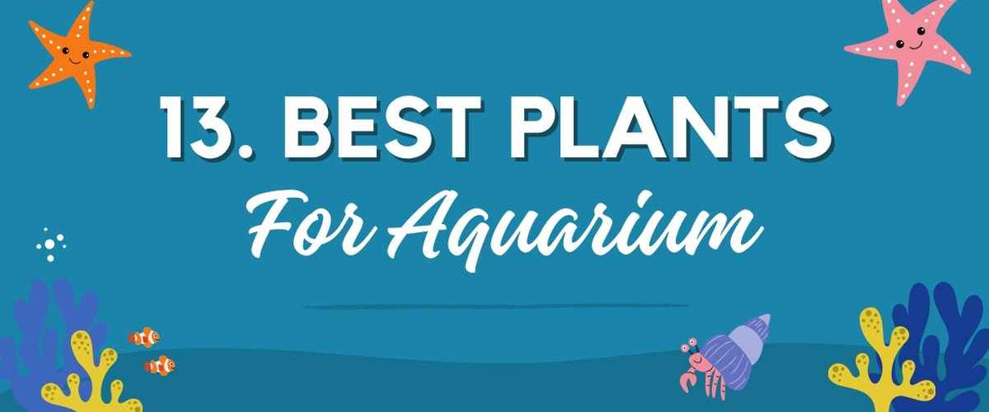 13 Best Plants for Aquarium