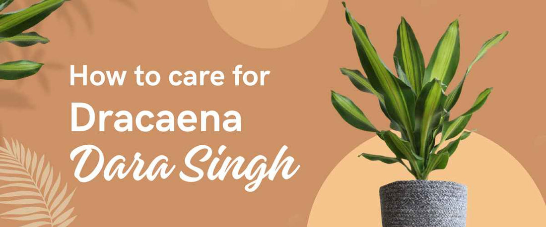 Care Guide: How to Grow and Care for Dracaena Dara Singh